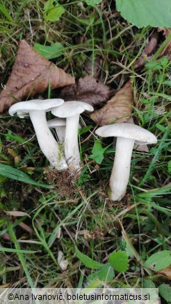 Clitocybe phyllophila