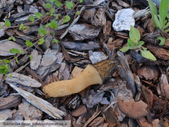 Morchella importuna