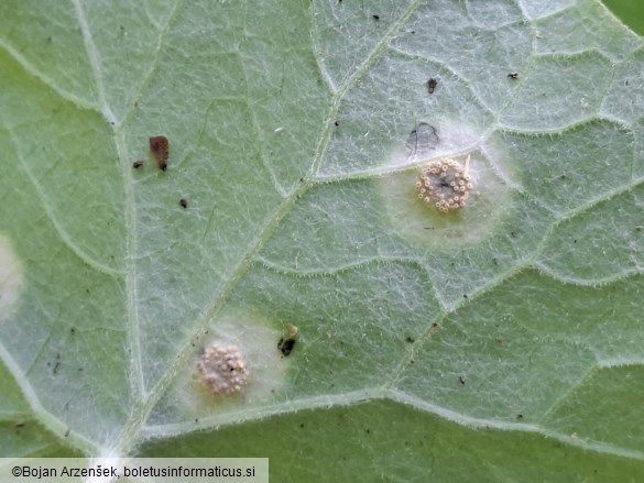 Puccinia poarum
