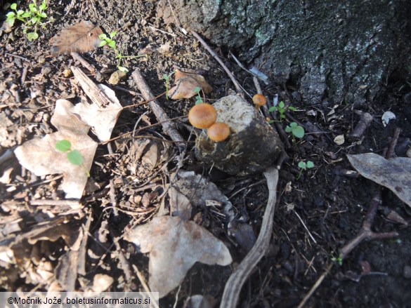 Agrocybe fimicola