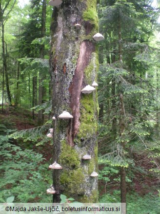 Fomes fomentarius