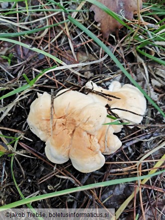 Hydnum repandum
