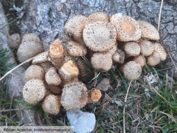 Pholiota squarrosa