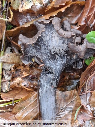 Craterellus cornucopioides