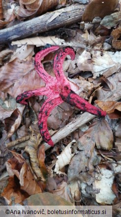 Clathrus archeri