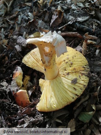 Amanita strobiliformis