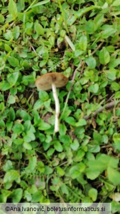 Agrocybe praecox