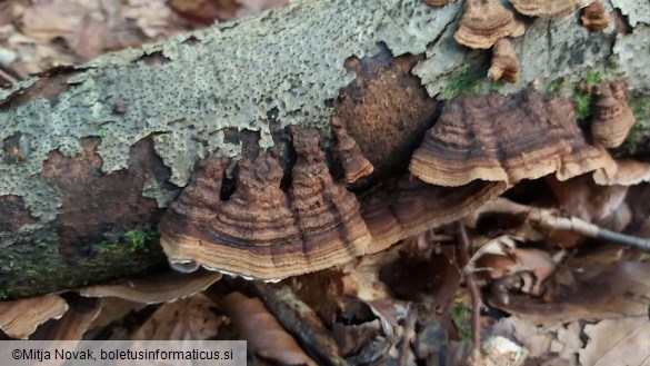 Xylobolus subpileatus