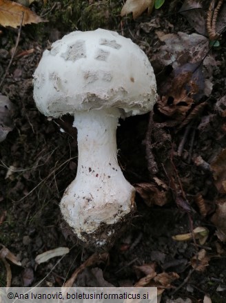 Amanita strobiliformis
