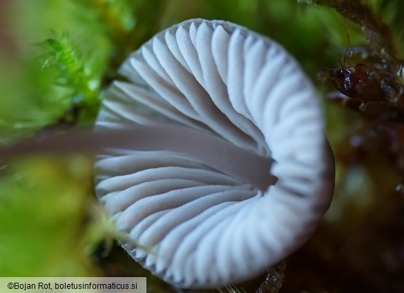 Mycena erubescens