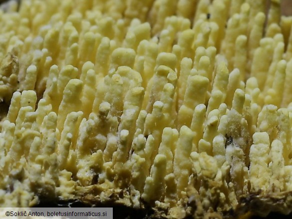 Cristinia eichleri