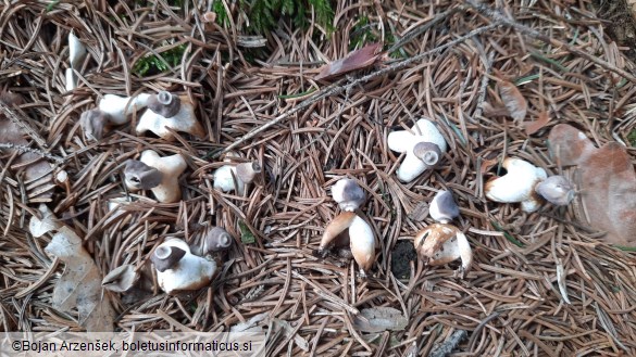 Geastrum quadrifidum
