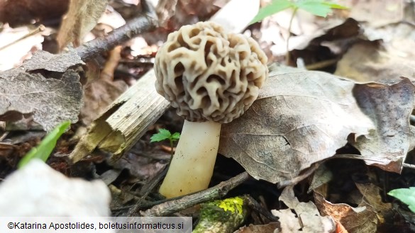 Morchella esculenta