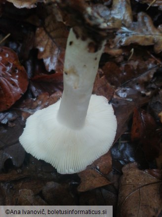 Russula emetica