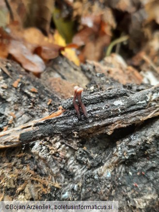 Ascocoryne solitaria