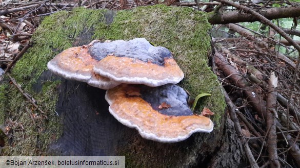 Fomitopsis pinicola