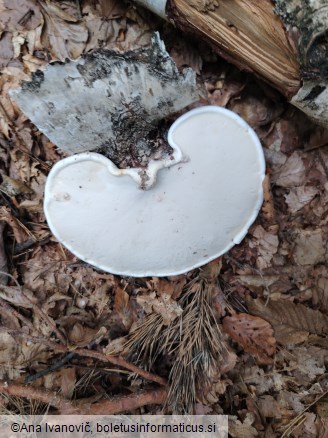 Fomitopsis betulina