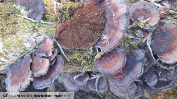 Daedaleopsis tricolor