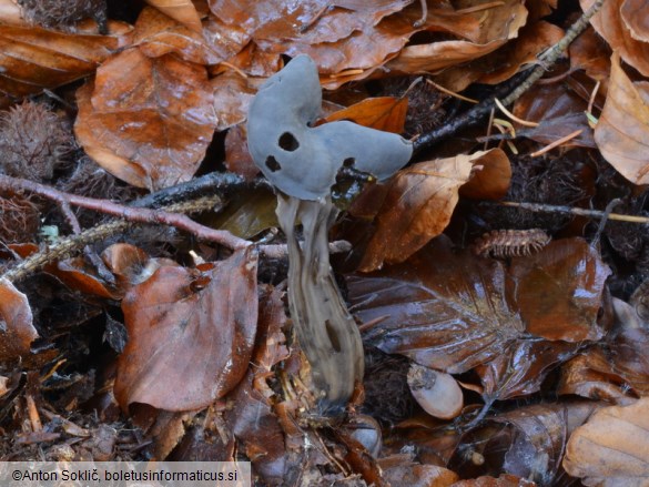 Helvella lacunosa