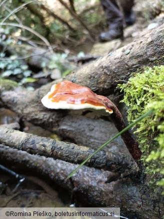 Ganoderma lucidum