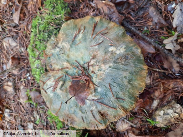 Lactarius deterrimus