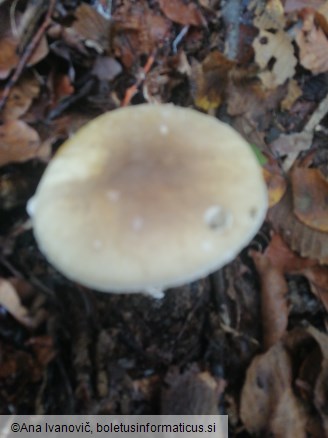 Amanita phalloides