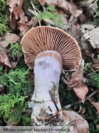 Cortinarius traganus