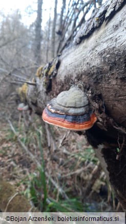 Fomitopsis pinicola