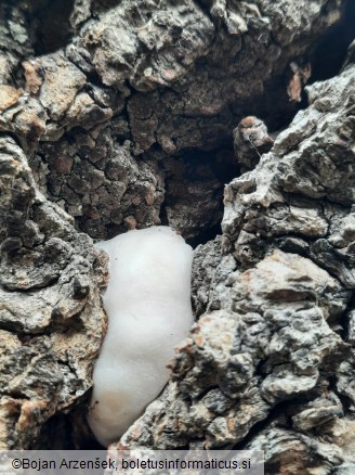 Reticularia lycoperdon