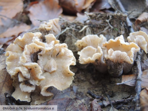 Cantharellus ianthinoxanthus
