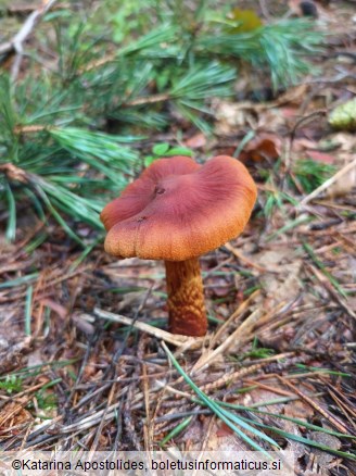 Cortinarius rubellus