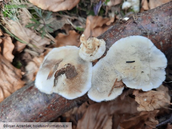 Trametes hirsuta