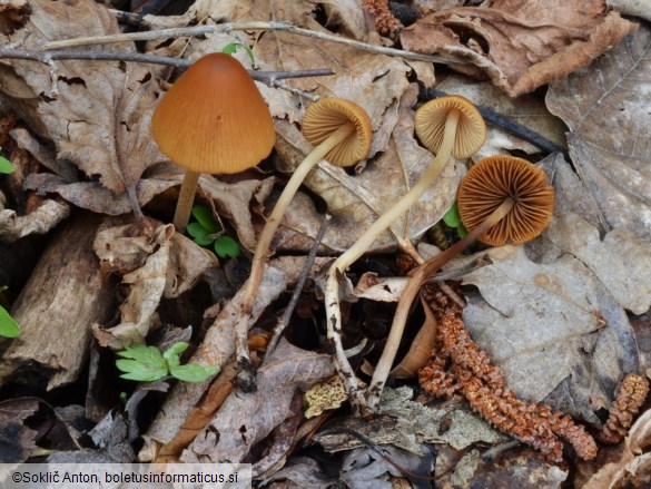 Conocybe ochrostriata var. favrei