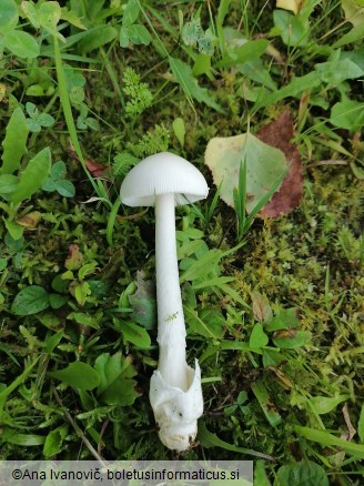 Amanita vaginata