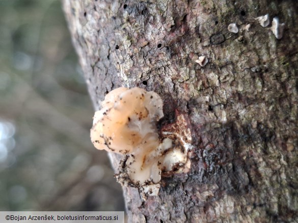 Naematelia encephala