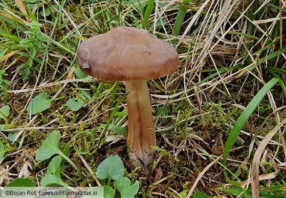 Hygrocybe ingrata