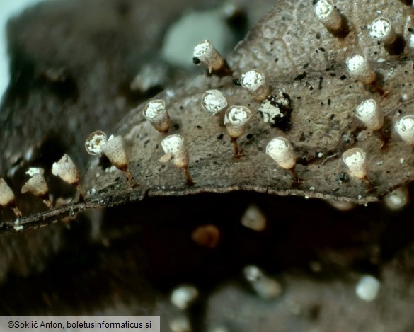 Craterium leucocephalum
