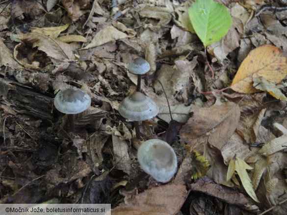 Tephrocybe rancida