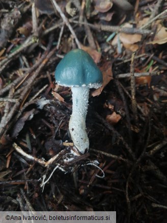 Stropharia aeruginosa