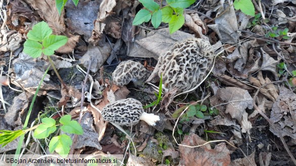 Morchella vulgaris