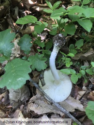 Amanita gemmata