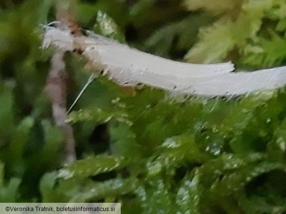 Hemimycena cucullata