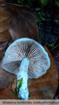 Stropharia caerulea