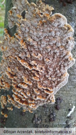 Mensularia nodulosa