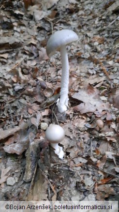 Amanita vaginata