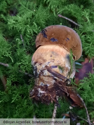 Neoboletus erythropus
