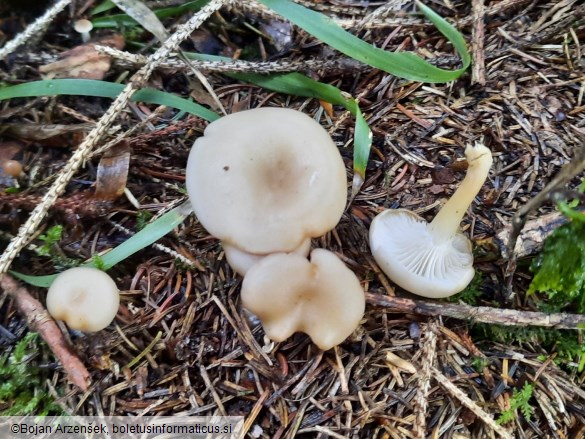 Clitocybe phaeophthalma