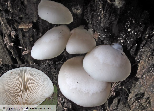 Crepidotus applanatus