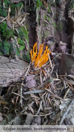 Calocera viscosa