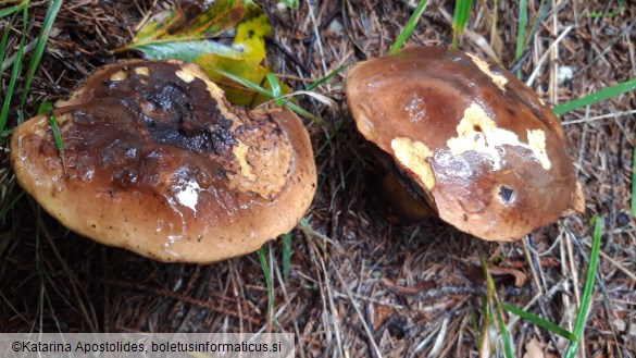 Boletus erythropus